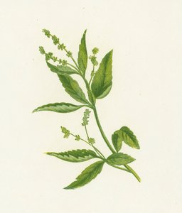 Mercurialis Perennis da English School